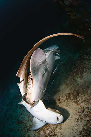 Do we want an India in which mating leopard sharks Triakis semifasciata can survive.