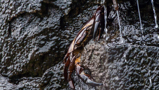A crab photographed at Goa's famous, four-tiered Dudhsagar waterfalls.
