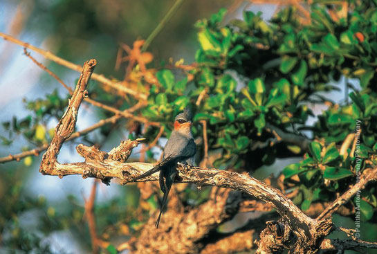 Crested Tree Swift