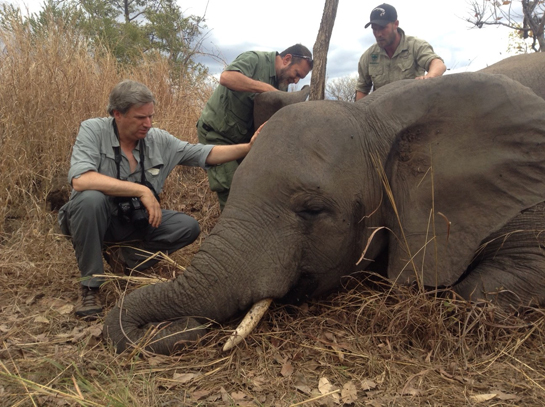 WCS President and CEO Cristian Samper Examines an elephant killed by poachers in Niassa National Park, Mozambique.