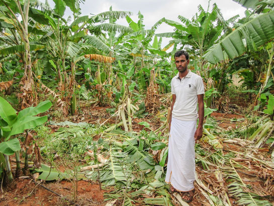 Crop Damage Caused By Wildlife 