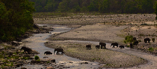 A herd of elephants captured by Hans Dalal