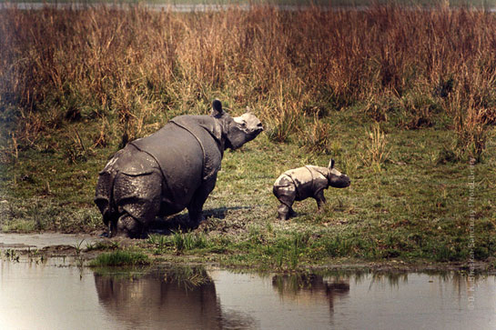 One horned rhinoceros with calf.