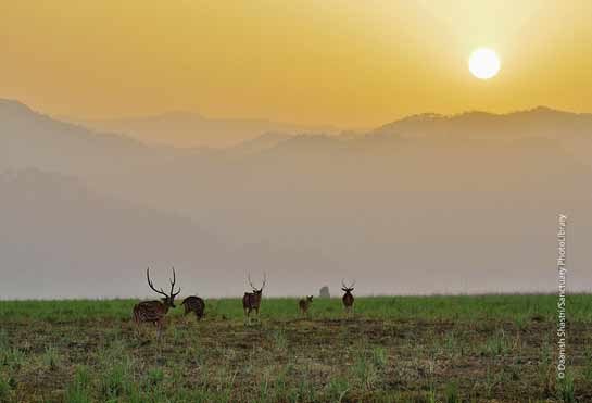 Spotted deer graze in the Dhikala range of the Corbett Tiger Reserve early in the morning.