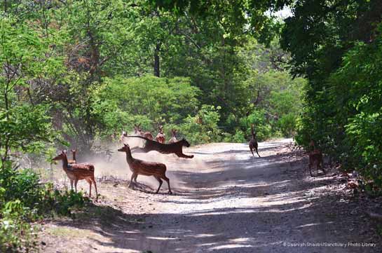 Tiger Panthera Tigris and chital