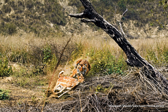 This image was taken in Uttarakhand's famous Corbett Tiger Reserve, where young Daanish Shastri displayed extraordinary instinct, changing his lens in the nick of time to capture the tigress known as Charamma (mother of four), launch her attack on a chital.