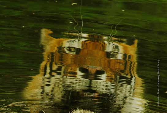 Reflection of the tiger T-24 in the water at the Ranthambhore Tiger Reserve.