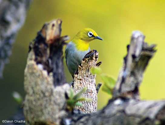 Oriental White-eye
