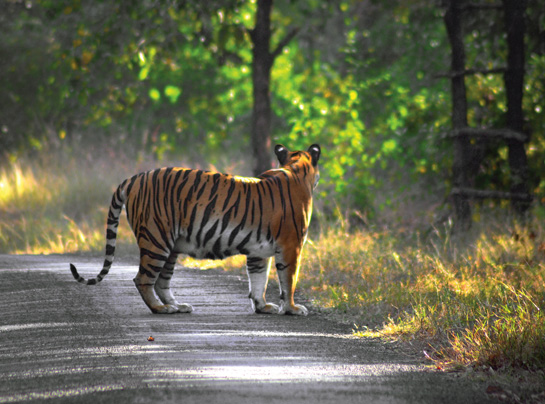 Bengal tiger
