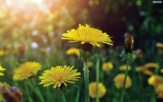 Yellow dandelions bloom in the sun.