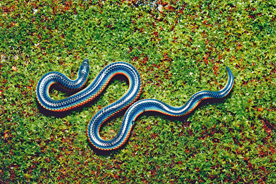 Pied-belly shieldtail