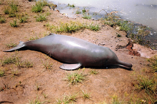 A dead dolphin calf on the banks of the Ganga river. Dolphin calves are already vulnerable to multiple risks, and one fears that dredging might worsen their fate.