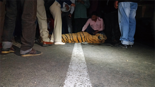 Bajirao', a dominant male tiger from the Bor Tiger Reserve was knocked dead by an unidentified vehicle on a section of NH-6 that cuts through the vital corridor between the Bor and Melghat Tiger Reserves in Maharashtra. Effective mitigation measures such as under or over-passes may have saved his life.