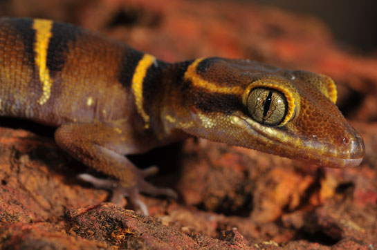 The Deccan ground gecko is endemic to the northern Western Ghats of India. It is nocturnal, and can be observed on the forest floor or on tree barks.
