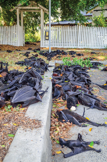 In 2014, hundreds of fig-eating flying foxes literally dropped dead en masse in the deadly heat wave that struck Australia. Rapidly rising temperatures are causing irreversible and, in increasing cases, fatal protein denaturation in creatures both, big and small. In 2014, hundreds of fig-eating flying foxes literally dropped dead en masse in the deadly heat wave that struck Australia. Rapidly rising temperatures are causing irreversible and, in increasing cases, fatal protein denaturation in creatures both, big and small.