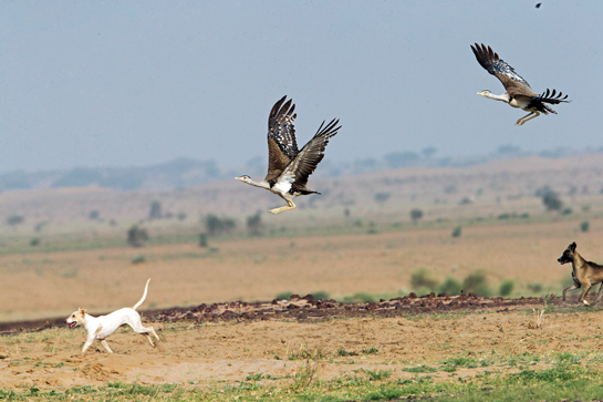 With a global population of fewer than 150 individuals, the Great Indian Bustard is critically endangered and in danger of extinction.
