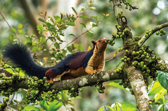 Studies show that hundreds of vertebrates such as the Indian giant squirrel rely on figs as their primary food source.
