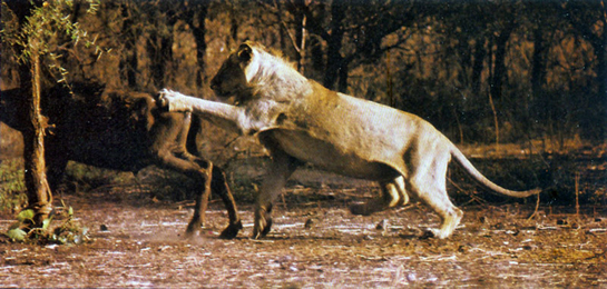 The practice of baiting for `lion-shows' has been criticised by naturalists as it has affected the natural behaviour of the Gir lions.
