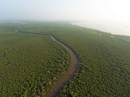 With mangrove forests fast disappearing from south India, the fragile mangrove ecosystem of the Krishna Wildlife Sanctuary is accepted as a rare and valuable asset in need of preservation.