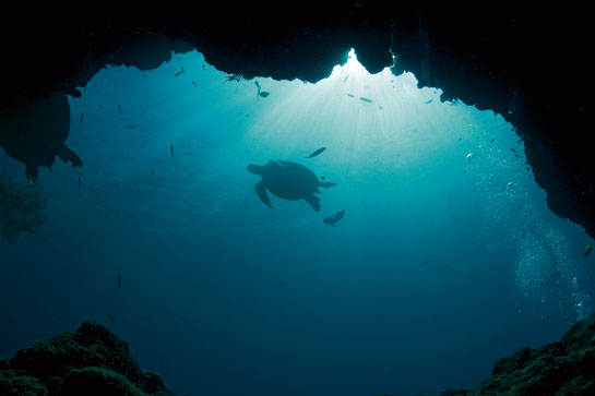 One of the Earth's most ancient creatures, sea turtles have been around for more than 100 million years, filling a crucial role in the balance of marine habitats.