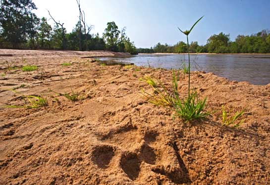 The forests of India are replete with not only wild species, but with the water and forests resources and services that sustain human populations. One cannot help but worry about the implications of a &acirc;super clearance agency' for developmental projects to these natural havens.