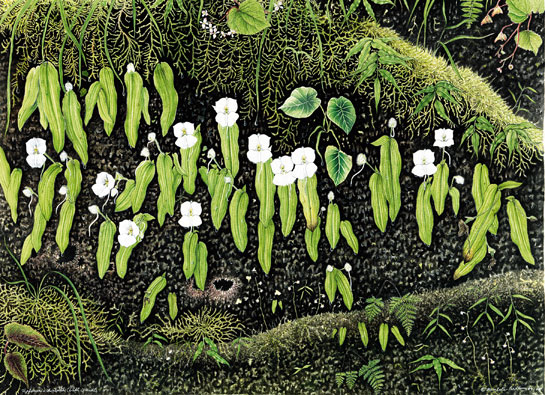 A small orchid with a solitary white flower and single leaf, Diplomeris hirsuta usually grows on moss-covered rocks. It took the artist a full year of field trips and studies to create the art work.