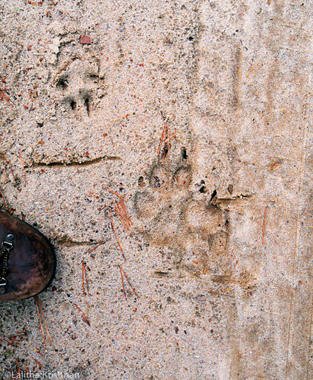 The author's deep fascination and love for wolves took her to the mountains of Spiti in India to Lower Saxony in Germany, where she volunteered through NGOs and citizen science projects.