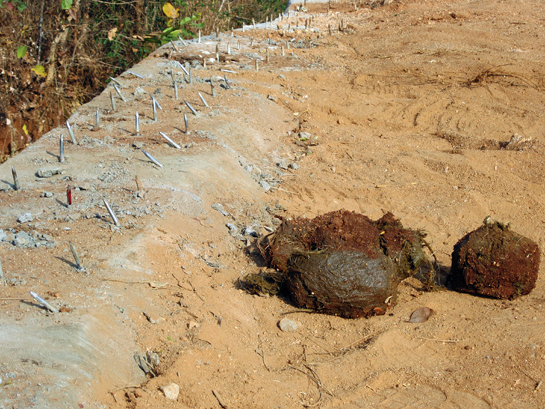 Barbaric &acirc;anti-elephant' metal spikes installed on forest floors in Karnataka are known to grievously injure animals.