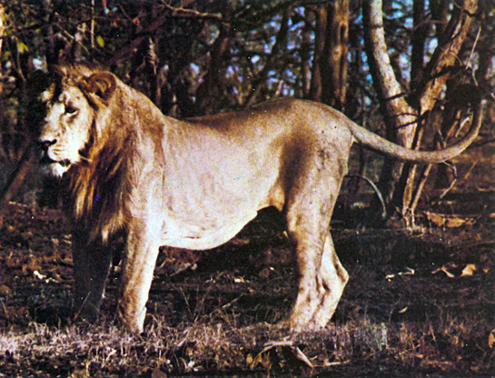 The King of the Jungle. We must ask ourselves how long he can survive if the swell of human pressure continues to chip away at his kingdom.