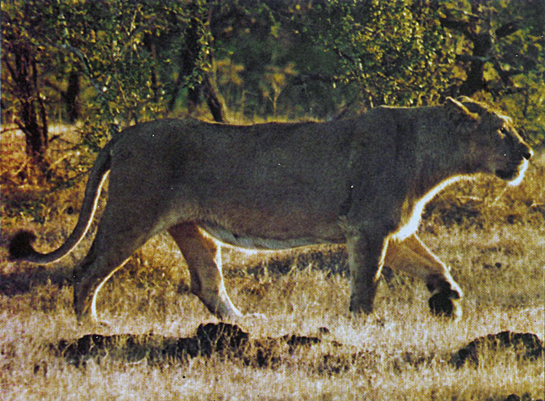 A graceful feline, bathed in morning light, strides confidently across a grassy clearing in Gir. Lionesses reach sexual maturity between 21/2 to 3 years and normally bear two or three young after a gestation period of around 116 days.