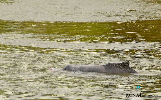 Indo-Pacific Humpbacked dolphins are listed as &acirc;Near Threatened' on the IUCN Red List.