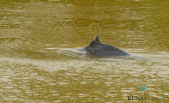 The stranded dolphin is slowly shepherded downriver, back to the sea.