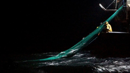 Dolphin caught in a trawler net