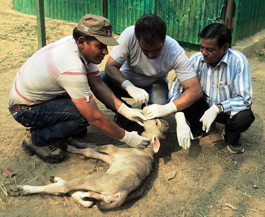 Dr. Mishra with the project's veterinarian and Forest Department's Range Officer, giving Kiran her deworming medicine.
