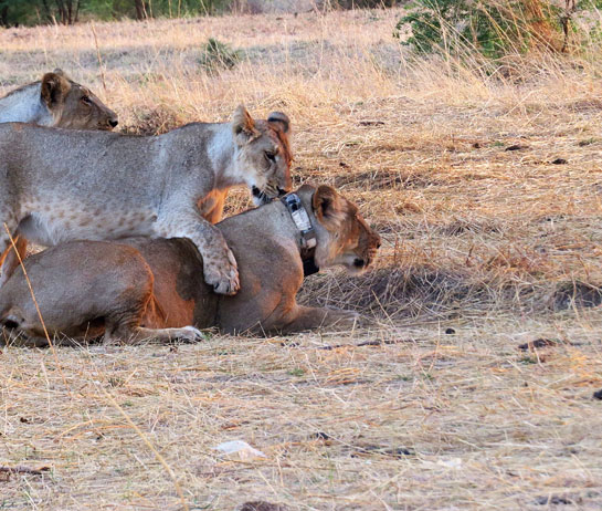 A lioness stutters to her feet after radio-collaring, still disoriented under the effect of the dissociative anaesthetic, while other pride members inspect her new necklace.