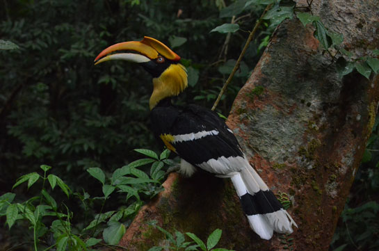 The Great Hornbill