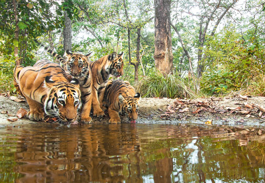 T-8 and her three cubs quench their thirst at a waterhole. The Bramhapuri Forest Division has a high density of tigers and increasing anthropogenic pressure from surrounding villages has placed them right in the middle of a conflict with villagers.