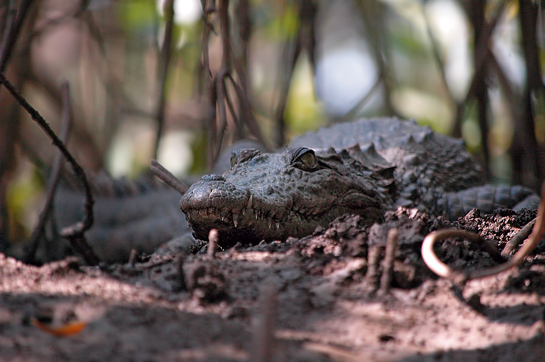 A mugger in the mangroves can be tough to spot.