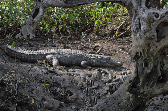 Elsewhere in India, muggers are found in freshwater bodies. In Goa, they live in brackish environs.