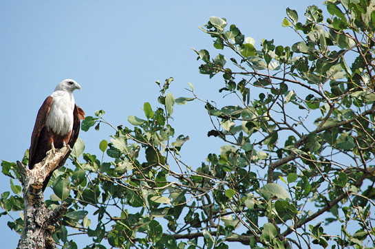 The Brahminy Kite Haliastur indus is a common, but captivating resident of the Cumbarjua.