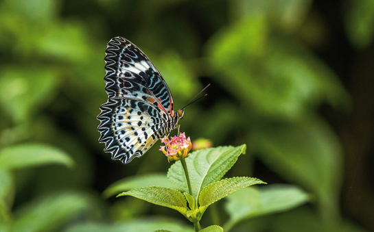 The Namdapha Butterfly Meet was organised by the Society for Education and Environmental Development (SEED) in April 2018.