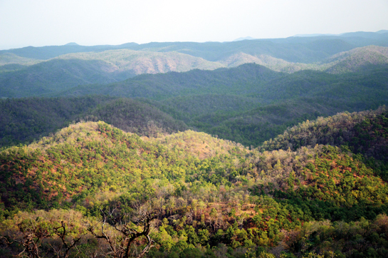 The hills of the Maikal range run from north to south in Chhattisgarh's 350 sq. km. Bhoramdeo Wildlife Sanctuary, which is dominated by sal trees and is interspersed patchily with grasslands.