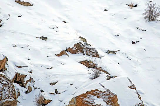 Snow leopard