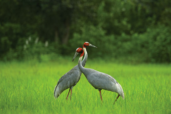 SEWA successfully led a people's movement to protect the Sarus Crane - whose numbers have risen from just two individuals in 2003-04 to over 35 in Gondia.
