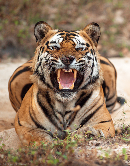 The large and dominant male, Bamera, has been one of the most photographed of Bandhavgarh's tigers. The large and dominant male, Bamera, has been one of the most photographed of Bandhavgarh's tigers.