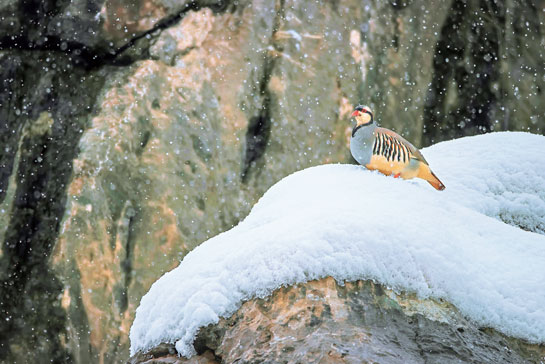 Chukar Partridge