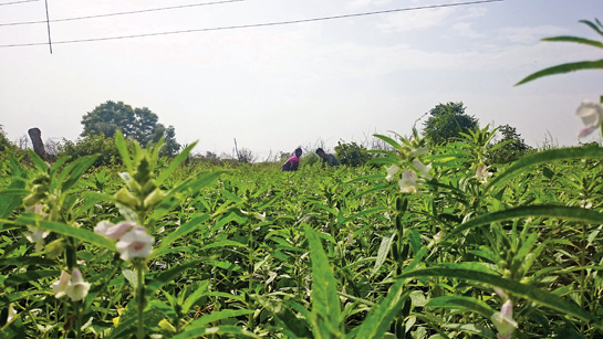 Tulsidasji and his wife Sheila work religiously in their field.
