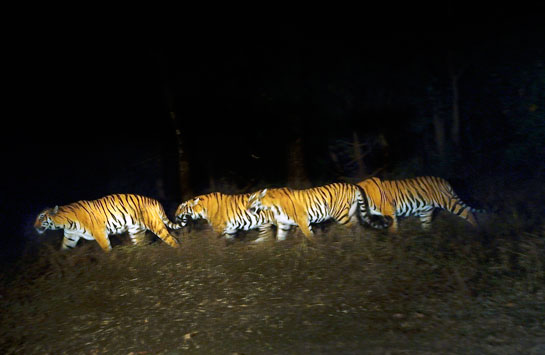 By early 2016, T-8's cubs had started hunting along with ther mother. Subsequently, the Forest Department decided to radio collar the sub-adults and study their dispersal along with the Wildlife Institute of India (WII).