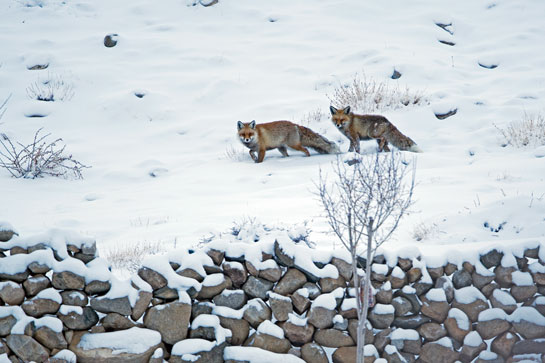 Red fox