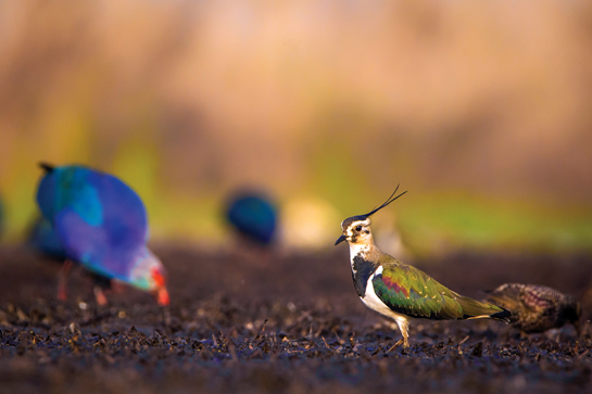Situated just 10 km. north of Srinagar, the Hokersar wetland is home to hundreds of resident waterfowl such as the Purple Swamphen (above left) and also attracts migrant bird species from as far as Siberia and Europe such as this stunning Northern Lapwing.